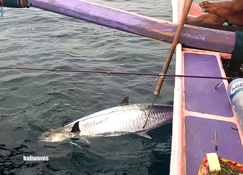 BALI SPORT FISHING SCENE or Fishing to survive